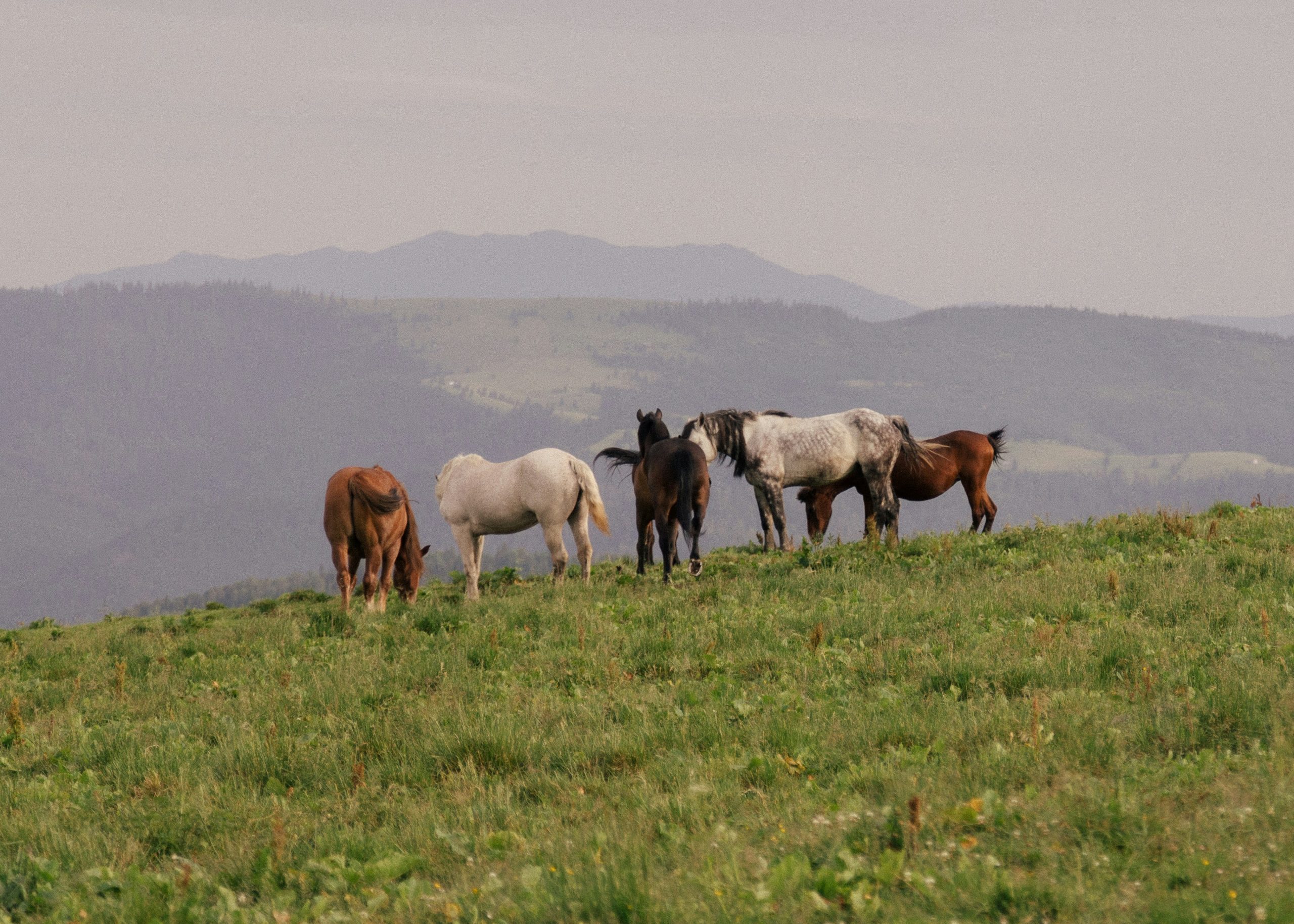 Basque Trails & Tastes