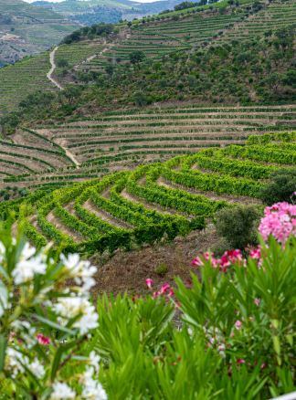 Douro Adventures: Hike & Sunset Sail