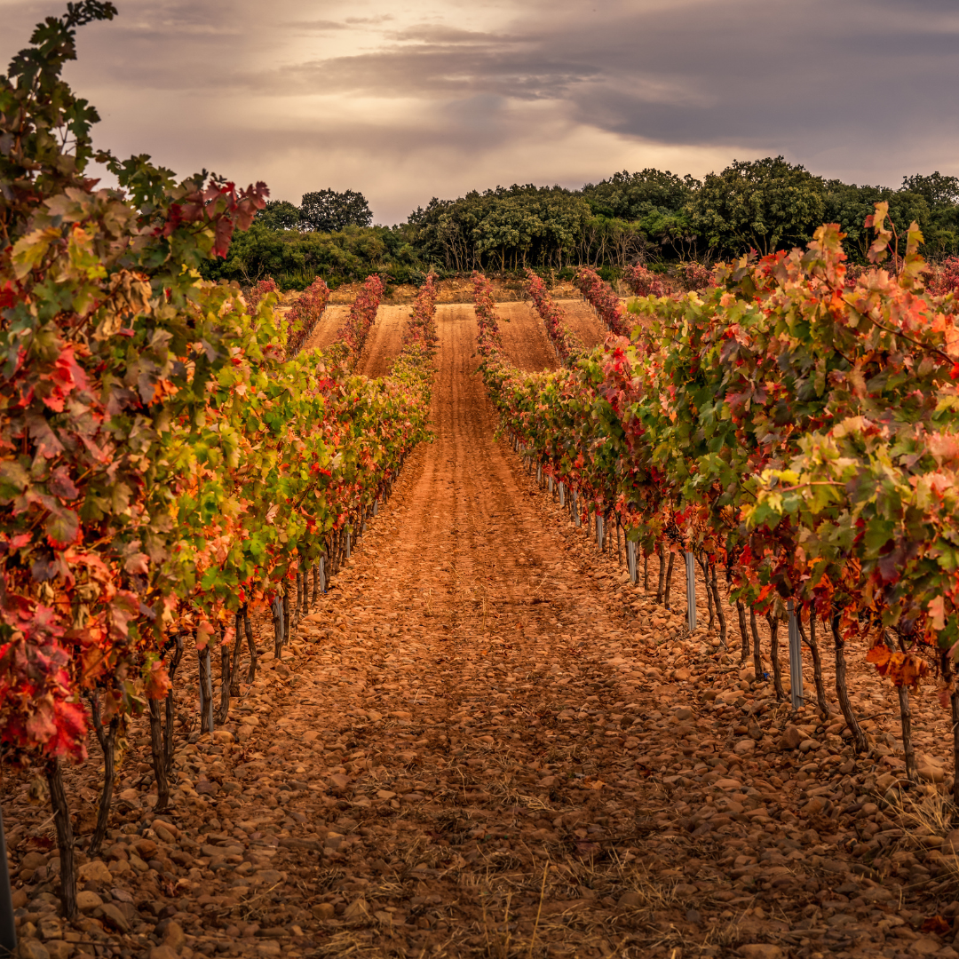 Exploring Rioja: A Day of Wine and History